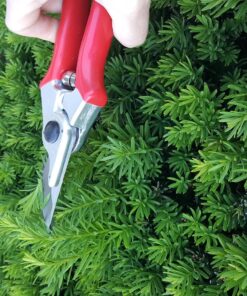 Carbon Steel Bypass Garden Shears - Ultra Sharp Blades with Safety Lock & Comfort Grip - Hand Trimmer with Sap Groove Easily Cuts Through Branches & Stems for Indoor & Outdoor Use 61 81i95vkZ 7L