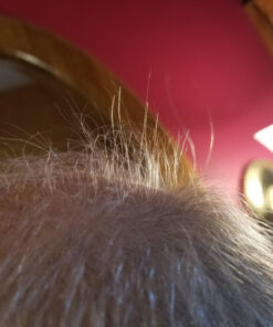 Ultrax Labs Hair Growth Shampoo for Thinning Hair and Hair Loss, Hair Thickening Shampoo, Hair Growth for Women and Men - Hair Surge 8 oz 8 Fl Oz (Pack of 1) - Shampoo 33 81iEwHuKHhL