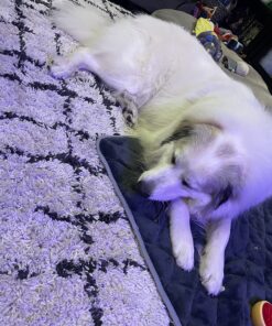 Wild Alaskan Salmon Oil for Dogs & Cats - Omega 3 Skin & Coat Support - Liquid Food Supplement for Pets - Natural EPA + DHA Fatty Acids for Joint Function, Immune & Heart Health 16 Fl Oz 16 Fl Oz (Pack of 1) 36 81iFJxbV5ML