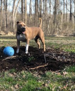 Jolly Pets Bounce-n-Play Dog Toy Ball, 8 Inches/Large, Blueberry, (Model: 2508 BB) Large (8 in) 39 81iH8PCi8lL