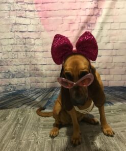 Rocco & Roxie Stain & Odor Eliminator for Strong Odor - Enzyme Pet Odor Eliminator for Home - Carpet Stain Remover for Cats and Dog Pee - Enzymatic Cat Urine Destroyer - Carpet Cleaner Spray 32 oz 32 81iNxs48QXL 1