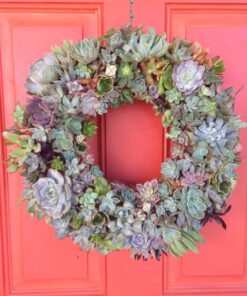 Succulent Rosette Cutting Pack- Brighten Up Your Garden with A Wide Variety of Healthy Rosette Succulent Plants Ready to Be Rooted by Jiimz (25 Pack) 25 Pack 19 81iX8WdAQtL