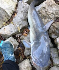 Ugly Stik GX2 Spinning Reel and Fishing Rod Combo 40 Size Reel - 6'6" - Medium Heavy - 1pc 46 81iYy0SHL