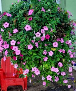 Humboldts Secret Flower Stacker – Best Flowering Formula for Bigger Harvests - Flowering Plant Food - Nutrient System for Potting Soil for Indoor Plants & Outdoor Plants - 1 Quart 32 Ounce 40 81idplJFOGL