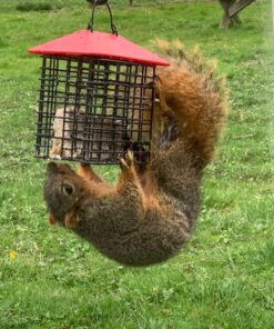 Heath Outdoor Products DD4-12 Heath Bird Suet, Yellow, 11.25 Ounce (Pack of 12) 11.00 Ounce (Pack of 12) 39 81ieM n2vxL