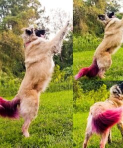 Purina Pro Plan High Protein Dog Food With Probiotics for Dogs, Shredded Blend Chicken & Rice Formula - 35 lb. Bag 35.00 Pound (Pack of 1) 34 81ihMyboNhL 1