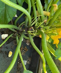 Live Beneficial Nematodes Hb+Sc+Sf - Kills Over 200 Different Species of Soil Dwelling and Wood Boring Insects. (5 Million_Nematodes) 22 81iiDZ0Pr9L