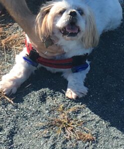 LED Safety Light (2 Pack) + Free Bonuses | Clip On Strobe/Running Lights for Runners, Dogs, Bike, Walking | The Best High Visibility Accessories for Your Reflective Gear, Bicycle etc Blue 35 81imR1P8OWL