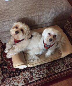 Natural Balance Limited Ingredient Adult Grain-Free Wet Canned Dog Food, Chicken & Sweet Potato Recipe, 13 Ounce (Pack of 12) 28 81imUInVk3L