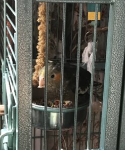 Kaytee Forti-Diet Pro Health Cockatiel Pet Bird Food, 5 Pound 5 Pound (Pack of 1) 38 81isX54wFuL