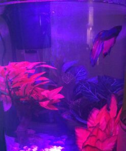 Marina Naturals Red Foreground Silk Plant – Fish Tank Decoration Mimics Live Aquarium Plants Red Small 31 81iumAxtTzL