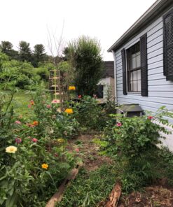 Wildflower Seeds Butterfly and Humming Bird Mix - Large 1 Ounce Packet 7,500+ Seeds - 23 Open Pollinated Annual and Perennial Species 1 Ounce Pouch 39 81ivQMruKL