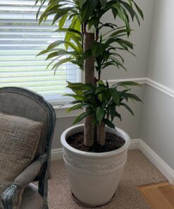 Nearly Natural - 6584 62in. Corn Stalk Dracaena Silk Plant (Real Touch), 24" x 28" x 62", Green artificial plant 49 81iwXcV0ToL