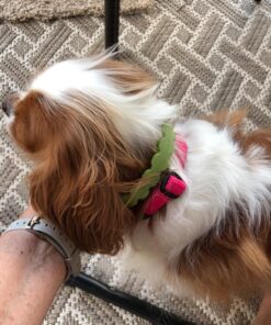 Arava Flea & Tick Collar - for Dogs & Puppies - Length-22'' - 11 Natural Active Ingredients - Safe for Babies & Pets - Enhanced Control & Defense 33 81izetKoV8L