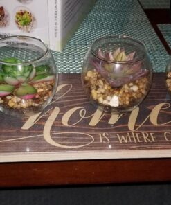 MyGift Assorted Artificial Succulent Fake Plant in Small Clear Glass Display Vases, Set of 4 31 81j3bnHeqwL