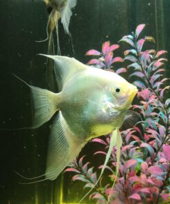 API TROPICAL FLAKES Fish Food 5.7-Ounce Container 5.7 Ounce (Pack of 1) 25 81j5iji7VVL