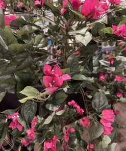 Nearly Natural 5228 Mini Bougainvillea Topiary Beauty, 5-Feet,9" x 9" x 62.5" , Green Plant 31 81j5qRfq54L