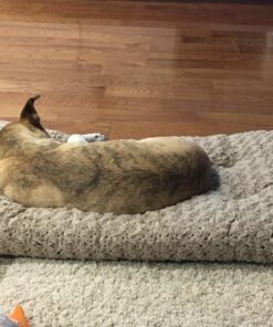MidWest Homes for Pets Deluxe Dog Beds | Super Plush Dog & Cat Beds Ideal for Dog Crates | Machine Wash & Dryer Friendly, 1-Year Warranty Mocha 42-Inch 41 81j64OdOQvL