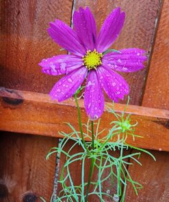 Cosmos Seeds Wildflower Mixture - Bulk 1 Ounce Packet - Over 5,000 Seeds - Pink, Yellow, Orange, Red, Purple and White Mixed Species! 1 Ounce Pouch 48 81j8uDH39BL