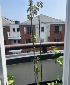 Scotts Super Bloom Water Soluble Plant Food, 2 lb - NPK 12-55-6 - Fertilizer for Outdoor Flowers, Fruiting Plants, Containers and Bed Areas - Feeds Plants Instantly 49 81j99oHv uL