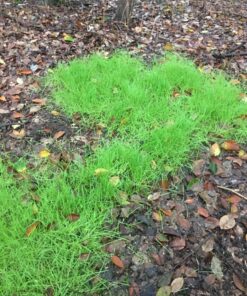 Antler King No Sweat No Till Plot Mix 28 81jBNz37aNL