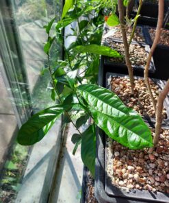 Dyna-Gro BON-008 8 oz Bonsai-Pro Liquid Plant Food, Yellow 21 81jC2UJkpL