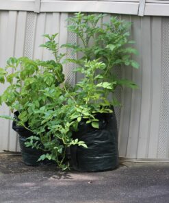 Upstreet Garden Grow Bags – 2 Pack Garden Bags to Grow Vegetables: Carrot, Tomato, Onion, Potato Planting Bags with Flap, Eco-Friendly, Heavy Duty Fabric Planting Pots 2 - Pack 35 81jCWhmYjL