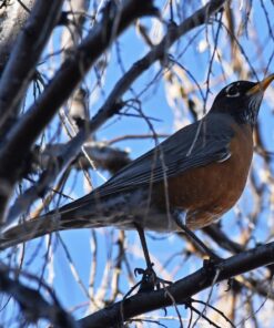 NIKON AF-S DX NIKKOR 55-200mm f/4-5.6G ED VR II Lens - White Box (New) Base 49 81jCcF7HaL