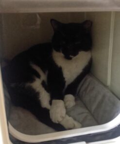 K&H Pet Products Self-Warming Crate Pad, Warming Dog Crate Bed, Machine Washable Dog Crate Mat, Gray X-Small 14 X 22 Inches 22.0"L x 14.0"W x 1.0"Th 33 81jFj2C1jL