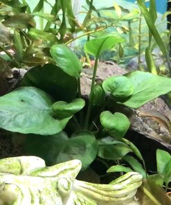 Seachem Flourish Tabs Growth Supplement - Aquatic Plant Stimulant 10 ct 20 81jJZ9l3CPL