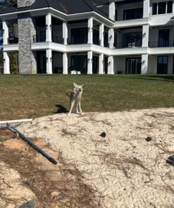 Flambeau Outdoors 5985MS-1 Lone Howler Coyote Decoy, One Size 30 81jMHyjBpRL