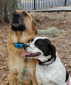 Humane Dog Bark Collar 2 Pack | Anti Barking Training Collar | Vibrating, No Shock Stop Barking for Small Medium Large Dogs | Excessive Barking Pet Corrector, (Battery) Orange & Blue Battery 34 81jMW8G fL