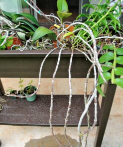 Adams Manufacturing 9303-60-3700 36-Inch Deluxe Garden Planter, Earth Brown 27 81jNEdLkugL