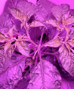 General Hydroponics MaxiGro Plant Food For Vigorous Growth, 2.2 lb 71 81jS2fZ98aL