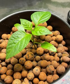 Bell Pepper Seeds for Planting - California Wonder - Heirloom Non-GMO Pepper Seeds for Planting - 100 Seeds - Sweet Pepper Matures from Green to Red by RDR Seeds 28 81jVPzY TXL