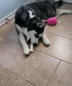 Nylabone Classic Power Chew Toys Twin Pack - Dog Toys for Aggressive Chewers - Tough & Durable Dog Bones for Large Dogs - Bacon and Chicken Flavors, Large/Giant (2 Count) Large/Giant - Up to 50 lbs. Variety 32 81jb8lH28ZL 1