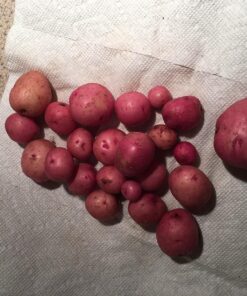 Upstreet Garden Grow Bags – 2 Pack Garden Bags to Grow Vegetables: Carrot, Tomato, Onion, Potato Planting Bags with Flap, Eco-Friendly, Heavy Duty Fabric Planting Pots 2 - Pack 37 81jbWOiDyL