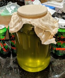 Jun Kombucha Starter Culture - USDA Certified Organic Jun SCOBY & Starter Tea - Makes 1 Gallon - Brewed with Organic Green Tea & Honey - Brew Jun Tea! 51 81jfPvF9KtL