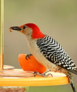 Kettle Moraine Super Oriole Recycled Orange Fruit, Jelly, Mealworm Bird Feeder w/Orange Roof 27 81jhIn1NQKL