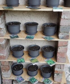 12 Culinary Herb Seeds Assortment - Non-GMO Herb Garden Starter Set - Grow Cooking Herbs: Parsley, Thyme, Cilantro, Basil, Dill, Oregano, Sage & More 46 81jiiW2tjNL 3