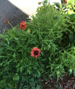 Outsidepride Gaillardia Pulchella Red Blanket Flower Heat & Drought Tolerant Garden Plants - 1000 Seeds 17 81jts8be0GL