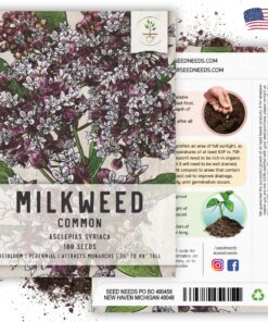 Seed Needs, Pink Common Milkweed Seeds - 100 Heirloom Seeds for Planting Asclepias syriaca - Perennial Flowers to Attract Monarch Butterflies & Other Pollinators (2 Packs) 2 Packs (200 Seeds) 14 81k zytWUNL