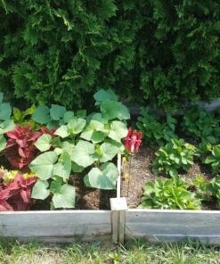 Greenes Fence Best Value Cedar Raised Garden Bed, 4' x 8' x 10.5" - Made in USA with North American Cedar 48" W x 96" L x 10.5" H 32 81kDRv h3L