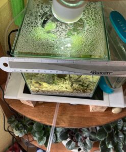 Marina CUBUS Glass Betta Kit – Elegant Glass Aquarium for Homes or Offices 41 81kEoUPNrbL