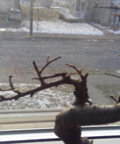 9GreenBox Chinese Elm Bonsai Tree Style 8 60 81kIw3j8xiL