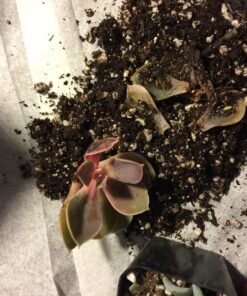 Shop Succulents Unique Succulent Plant Pack Collection - Live Mini Succulent Plants, Low Maintenance, Exceptional Colors & Textures - Wedding and Party Favors, Gift & Garden, Pack of 4 4-Pack Succulent Packs 41 81kPlyXNhNL