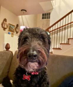 Zuke's Hip Action Hip & Joint Natural Dog Treats Crafted in the USA, 16 Ounce (Pack of 1) Peanut Butter & Oats 1.00 Pound (Pack of 1) 29 81kcUm4BX0L