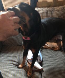 Dog Bark Collar - Stop Dogs Barking Fast! Safe Anti Barking Devices Training Control Collars, Small, Medium and Large pet deterrent. No shock, remote or citronella. Sound, vibration training device 39 81keySuDwNL