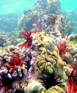 GoPro HERO Session Waterproof Digital Action Camera Camera Only 49 81kkPJVuRSL