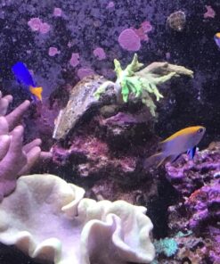 Current USA 36-48" Inch Orbit Marine LED Saltwater Reef Marine Aquarium Light | 24 Hour IR Lighting & eFlux Wave Pump Control | Adjustable Color Spectrum for Fish Tank (4102) Black 36 to 48-Inch 36 81klbs6XThL